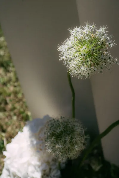 Floral detail of allium wedding flowers in a minimalist white arrangement, set on a grass lawn beside a sunlit white wall casting soft shadows.