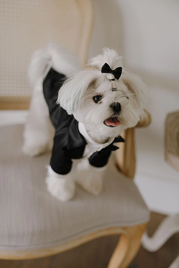 Wedding dog outfit on a small dog in a dog tuxedo wedding bow tie, seated on an upholstered chair in a neutral indoor room
