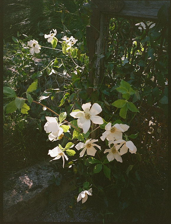 White wedding flowers and white clematis wedding vines climb a wrought iron gate with green foliage along a sunlit stone garden path
