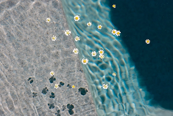 Floating daisies drift on blue pool water, daisies in pool forming simple wedding decor with soft ripples near the concrete edge