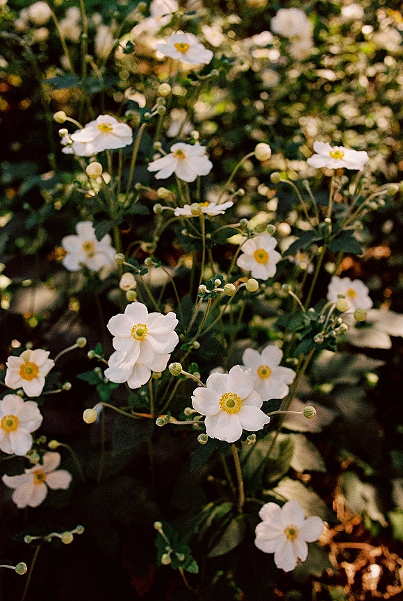 White garden flowers with white anemone flowers, delicate petals and yellow centers, surrounded by green leaves in dappled sunlight