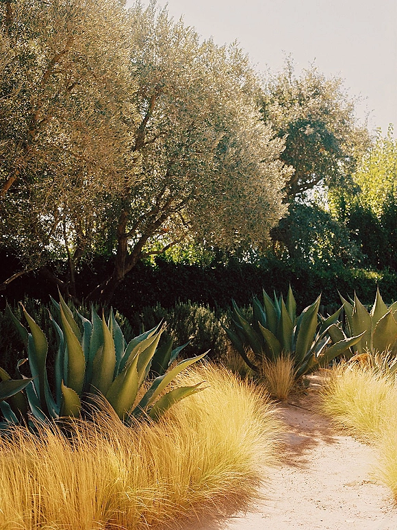 Wedding venue landscape with an outdoor wedding venue garden path bordered by agave accents, olive trees, and sunlit shrubs under open sky