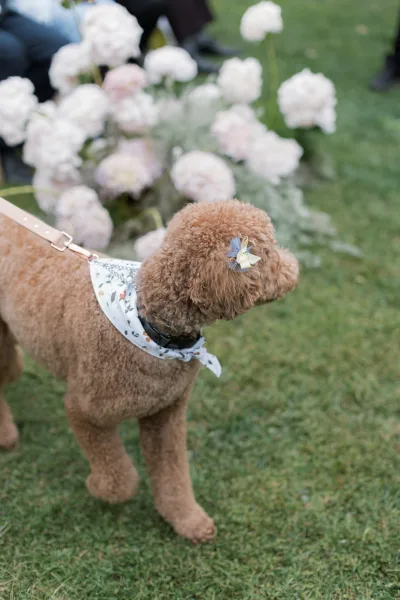 Wedding dog wearing a white floral bandana and collar on a leash, standing on a grassy lawn with garden flowers and guests’ legs behind