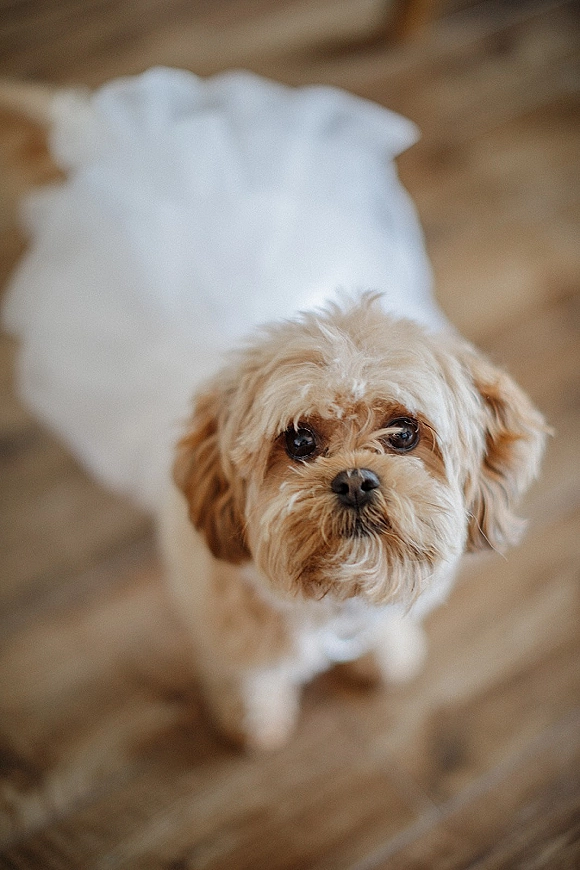 Wedding dog portrait of a small dog in a dog in wedding dress with a white tulle dog dress accent on a wood floor indoors