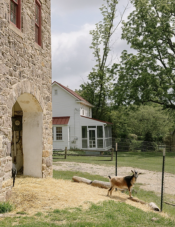 Farm goats gathered by a stone barn beside goat in pasture fencing, standing on hay and logs near a gravel path under cloudy sky