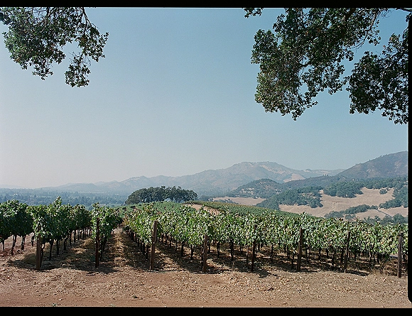 Vineyard landscape with vineyard rows and grapevines on trellis posts, framed by oak trees with rolling hills and mountains under blue sky
