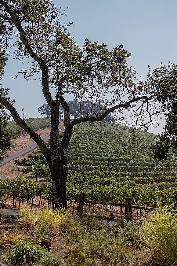 Vineyard landscape with vineyard hill view, neat rows by an oak tree and fence, overlooking rolling hills and a country road under open sky