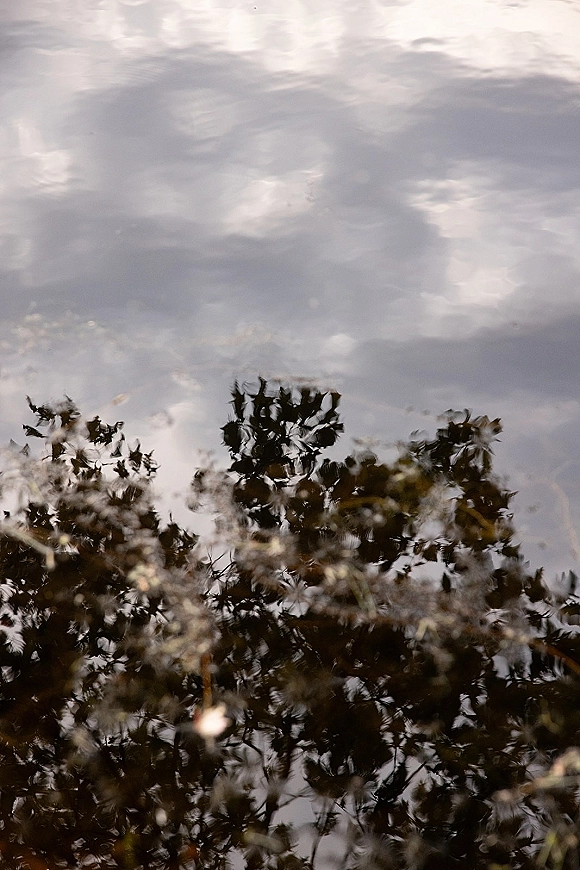 Water reflection showing tree reflection in water with rippling surface, soft sky and cloud shapes mirrored beneath overhanging branches