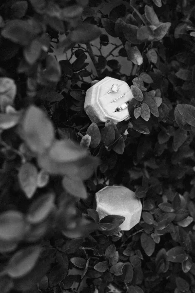Wedding rings with an engagement ring and band nestled in a ring box among lush greenery, diamond catching soft natural light