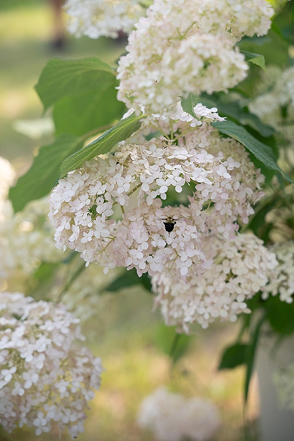 White hydrangea blooms in a white hydrangea close up, with a bee and green leaves against sunlit garden greenery bokeh