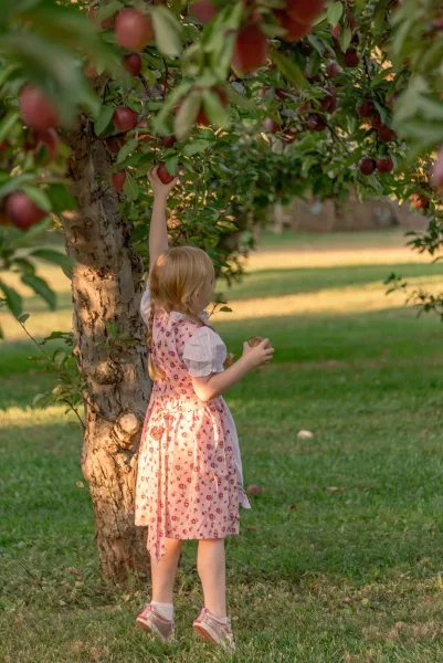 Flower girl portrait in a pink floral dress with bow holding apples beneath an apple tree in a sunlit orchard lawn