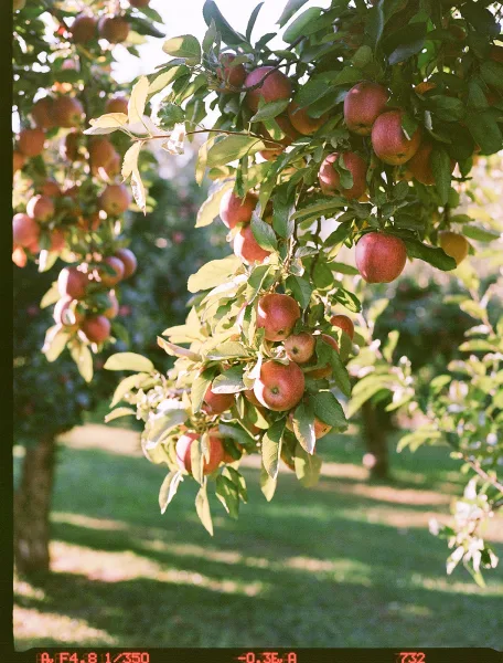 Apple tree branch with ripe apples and green leaves, set against sunlit orchard trees and a grassy lawn with sky highlights