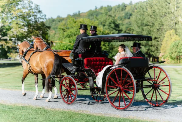 Wedding carriage ride with a horse drawn wedding carriage as the bride’s veil drapes over her dress under the canopy on a tree-lined road