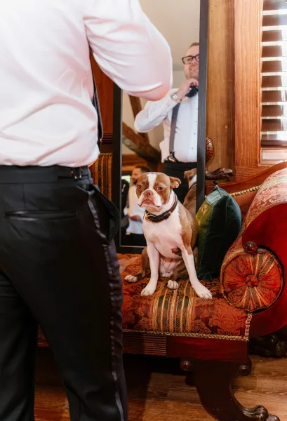 Groom getting ready, adjusting bow tie in black suspenders and wristwatch by a full-length mirror in a room with a dog on the sofa