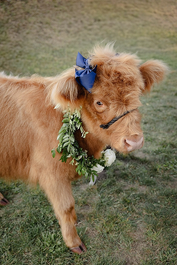 Wedding animal highland cow wedding wearing a blue hair bow and greenery wreath with white flowers and halter in a grass field