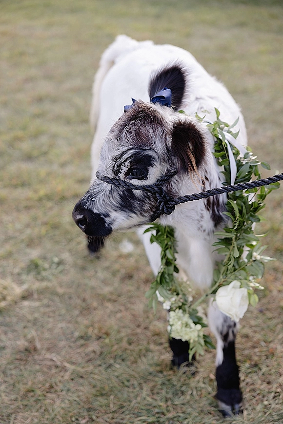 Wedding cow wearing a greenery garland with white flowers and a blue ribbon, rope halter visible, standing in a grass field