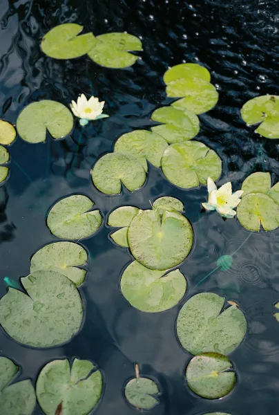 Lily pond dotted with water lilies and broad lily pads, showcasing layered green textures and a serene, patterned surface.