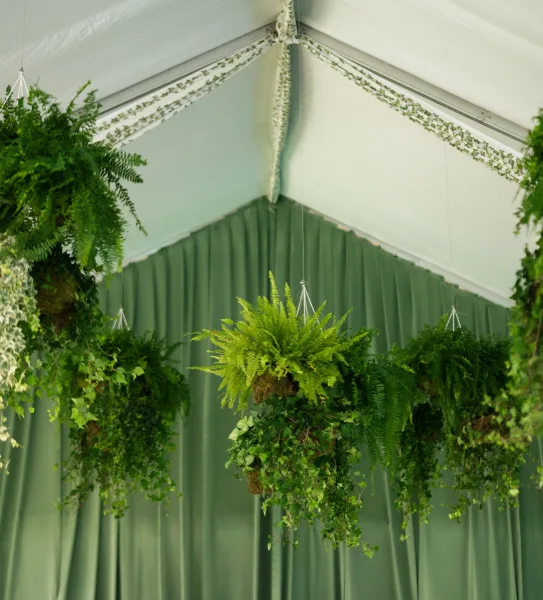 Hanging greenery decor forms a lush greenery ceiling installation with cascading ferns under a tent ceiling with green drapery and a fabric liner.