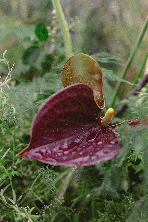 Anthurium flower close-up from a wedding anthurium bouquet with dewdrops on glossy petals against lush green garden foliage