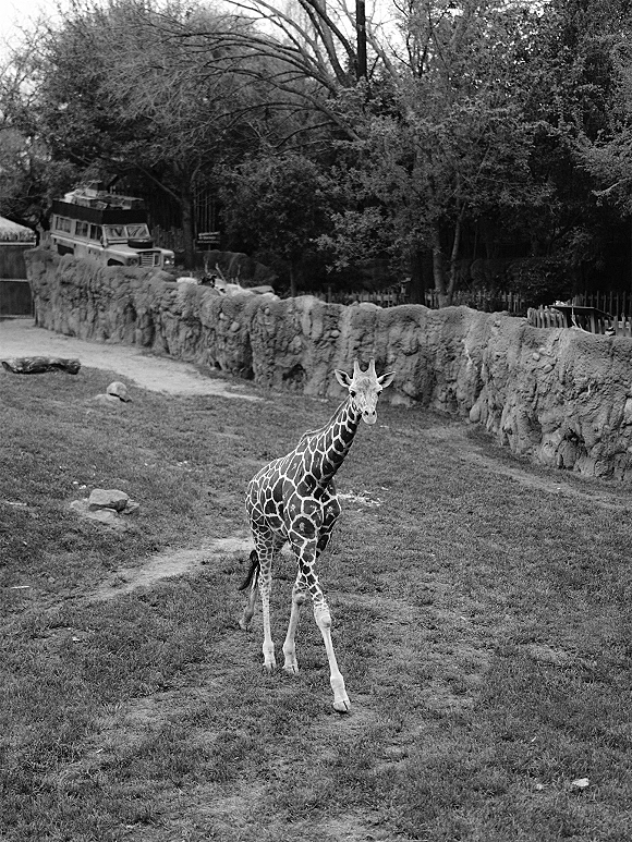 Giraffe photo of a young giraffe walking full body in a zoo enclosure, with a stone wall accent and trees under open sky