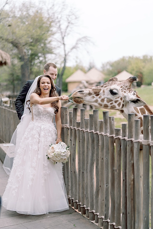 Wedding couple photo of bride feeding giraffe as groom hugs her, holding a white bouquet beside a wooden fence on a zoo walkway