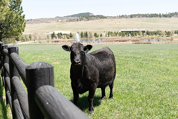 Pasture cow, a black cow in field looking at the camera by a wooden fence, ear tag visible, with pond and hills behind