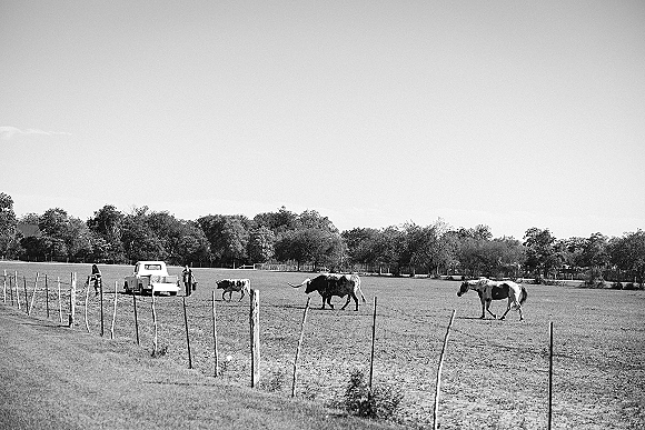 Ranch landscape in a black and white ranch photo with cows grazing near fence posts and a vintage pickup truck in an open pasture under wide sky