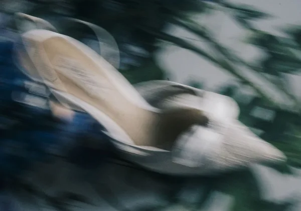 Wedding dress detail with wedding dress buttons on an embroidered bodice, soft fabric texture framed by blurred greenery outdoors