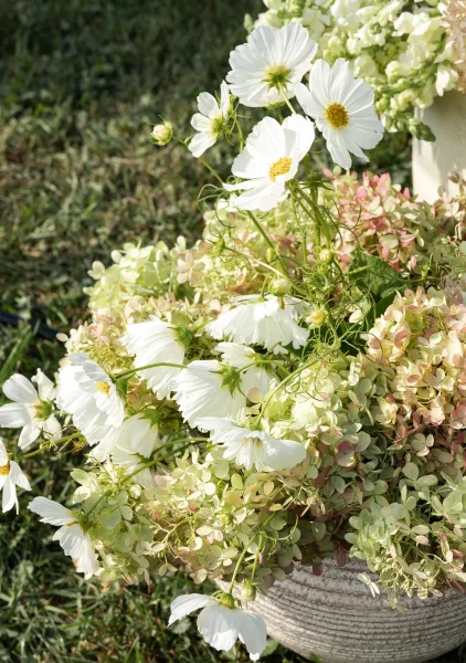 Wedding floral arrangement with cosmos wedding flowers in a stone urn, mixing white cosmos and hydrangea with greenery on a sunlit lawn