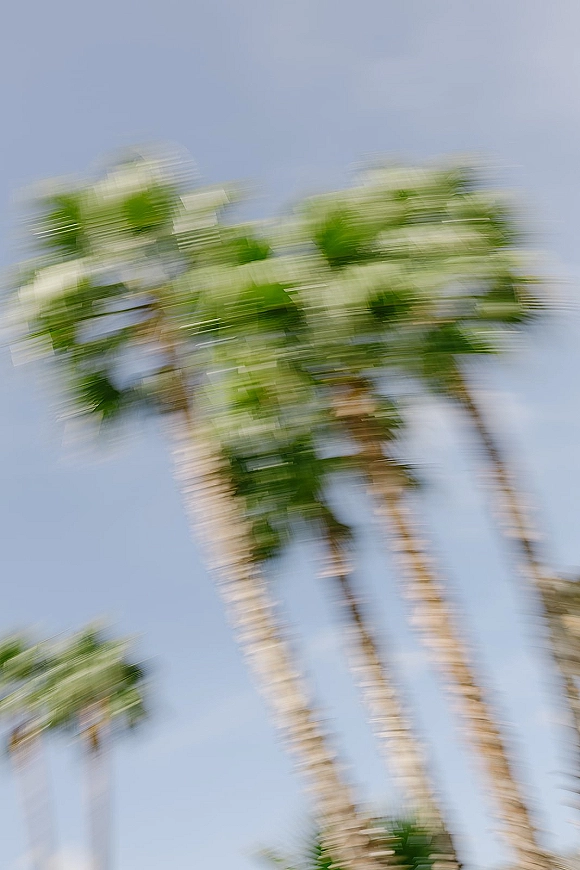 Palm trees reaching upward against a clear blue sky, their tall tops creating a relaxed tropical backdrop on a sunny day