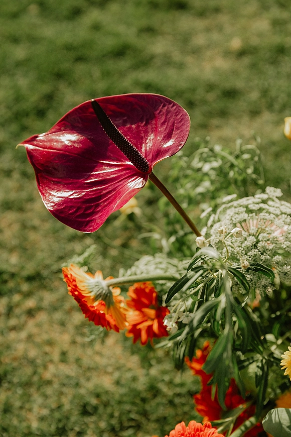 Wedding bouquet with red anthurium and orange gerbera daisies, baby’s breath and greenery, hand-tied stems over a grass lawn