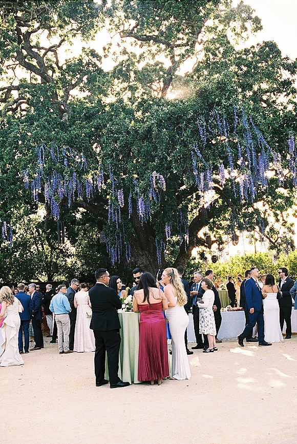 Wedding cocktail hour with guests mingling around high top tables with floral centerpieces under a large tree draped in purple wisteria