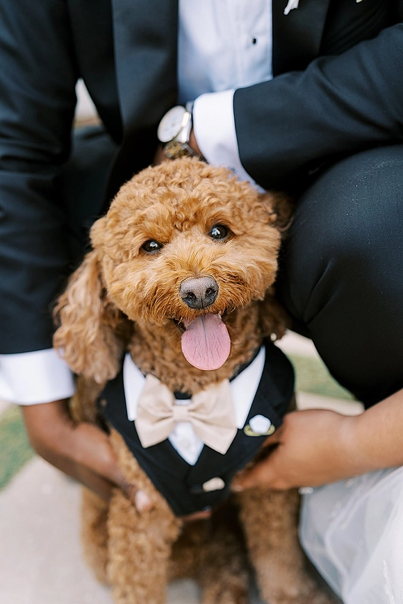 Wedding dog in tuxedo with a bow tie held by the groom on an outdoor walkway beside a green grass lawn