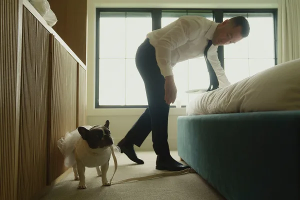 Groom getting ready, tying black tie in a bedroom by a large window while a dog in a wedding tutu waits on the bed nearby