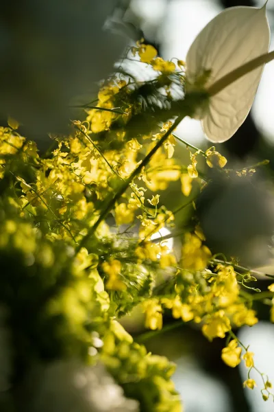 Wedding florals with yellow wedding flowers, white anthurium, and airy greenery accents glowing in sunlight against blurred foliage