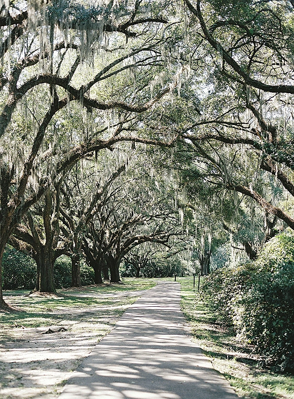 Wedding venue scenery along an oak tree avenue, a shaded walkway under Spanish moss with dappled sunlight on grass and hedges