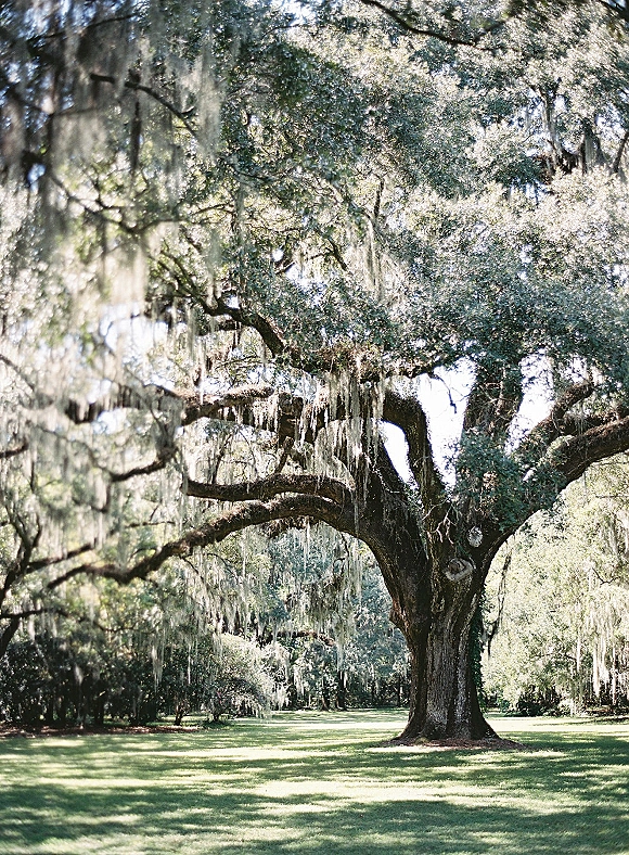 Oak tree with Spanish moss draping from live oak branches over a grassy lawn, with woodland trees and dappled sunlight beyond