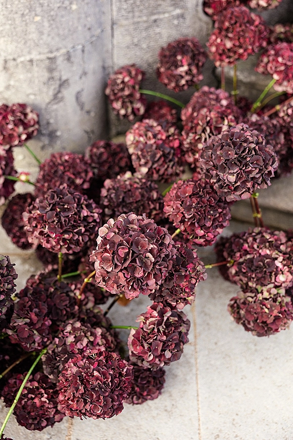 Hydrangea flowers, burgundy hydrangea blooms with visible stems arranged against a textured stone surface and wall for moody wedding florals