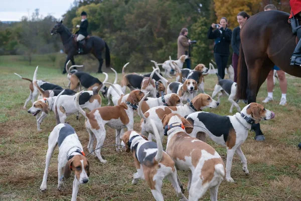 Wedding send off with bride and groom on horseback alongside a hound pack, riding past onlookers across a grassy field with trees