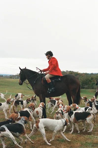 Fox hunt portrait with rider in red coat on horseback, holding reins beside a pack of hounds in an overcast open field with rolling hills