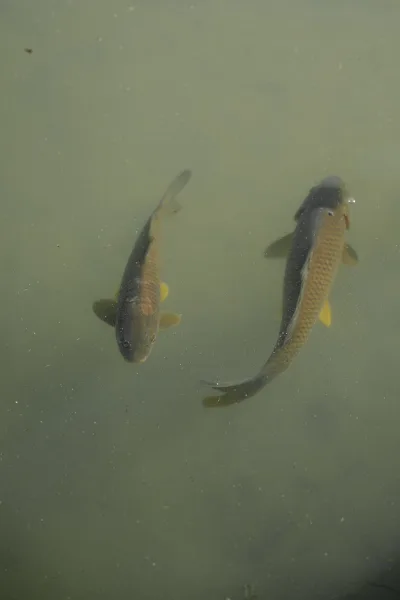 Fish in pond with two fish swimming just below the surface, their carp bodies glinting through pond water