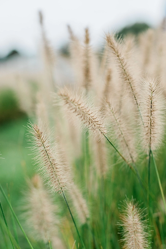 Ornamental grass with foxtail seed heads and green stems, softly lit against blurred greenery and sky for an airy, natural look