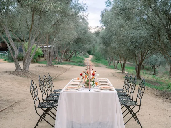 Reception tablescape with white linen, floral centerpiece and taper candles, set with plates and glasses along olive trees on a dirt path