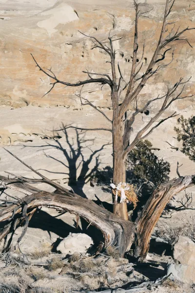 Wedding ceremony backdrop with dried florals and ribbon ties on a desert wedding backdrop, set against sandstone rock wall and sparse shrubs.