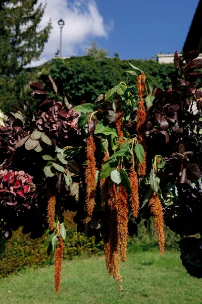 Floral installation featuring ceremony arch flowers and dangling amaranthus, set against a blue sky, trees, and a grass lawn.