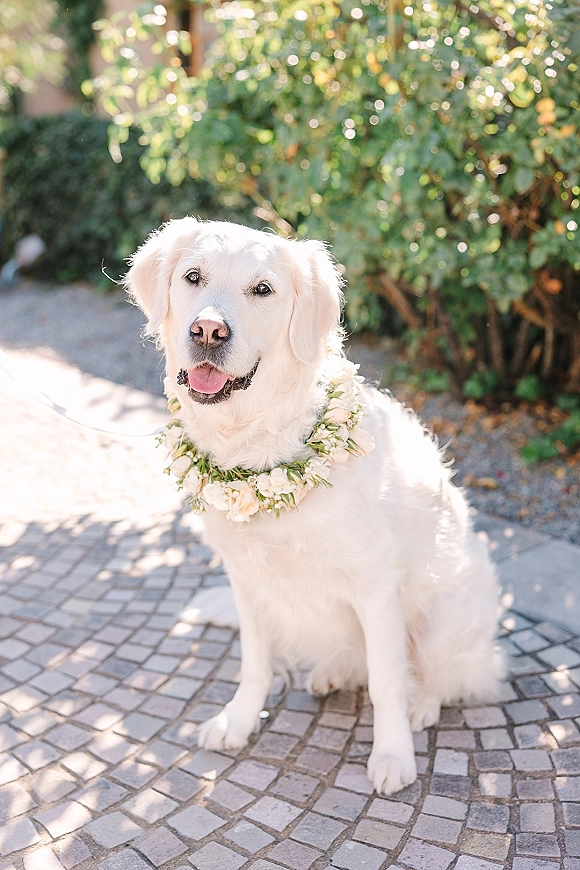 Wedding dog portrait of a white dog wearing a floral wreath collar with roses and greenery on a sunlit stone patio by garden shrubs