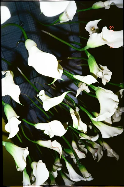 Calla lily bouquet of white blooms with long green stems and ribbon wrap held against dark suit fabric for a modern wedding look