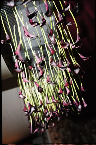 Calla lily bouquet of dark calla lilies with long green stems and ribbon wrap, photographed close up against a blurred indoor backdrop