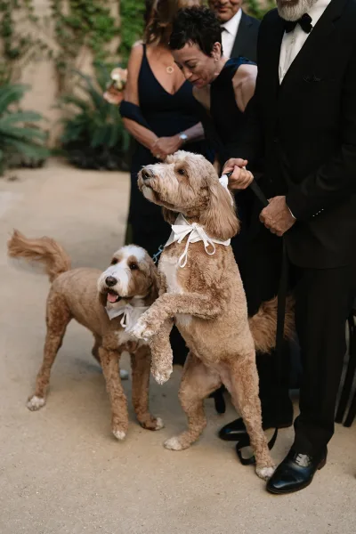 Dogs at wedding sit by an ivy wall in a garden courtyard, wearing ribbon bows—a sweet nod to pet-friendly wedding ideas.