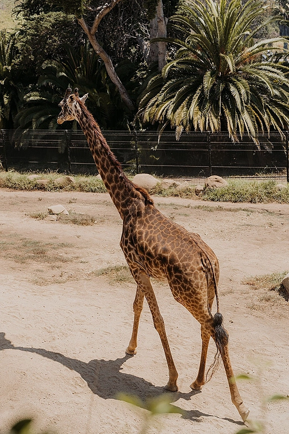 Giraffe photo of a giraffe standing in side view, full body on dirt ground with palm trees, rocks, greenery, and fence behind